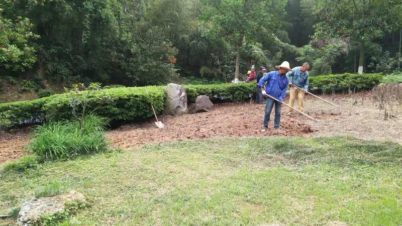 果岭草草坪铺设后的关键养护步骤**