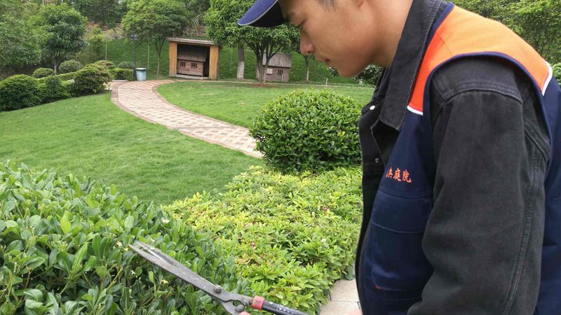 市政绿化小苗批发，如何选对品质与价格？**