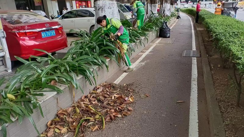 写字楼绿植租赁，如何选择合适方案？**