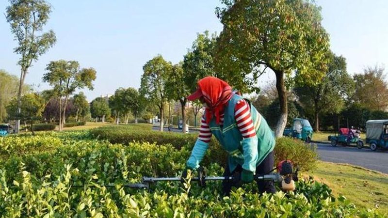 园林绿化种植密度规范要求：标准解读与实际应用**